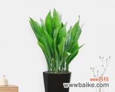 以一叶兰的寓意及花语探索人生智慧与品格塑造 一叶兰