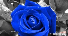 揭开蓝色妖姬的神秘面纱 一朵蓝色妖姬的花语