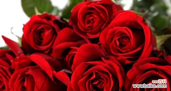 玫瑰花的多种花语及传统文化中的意义 玫瑰花的花语