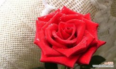 探寻玫瑰花的浪漫传说与文化内涵 玫瑰花的象征意义与美丽神秘