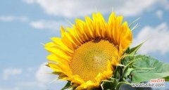 探寻向日葵的花语 向日葵花语，阳光的希望