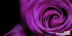 神秘 一朵紫玫瑰所代表的意义