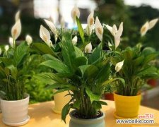 探究一帆风顺花在传统文化中的象征意义 一帆风顺花的寓意及其重要意义