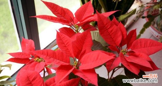 探寻一品红花语的世界 一品红花语之美丽绽放