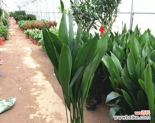 解读一叶兰花的花语与象征意义 一叶兰花的深远寓意