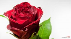 鲜花中的深情 一支红玫瑰的意义