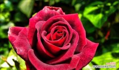 玫瑰花的浪漫与传情 一支玫瑰花的象征意义