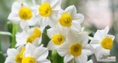 探寻依米花的花语及其象征意义 依米花的花语