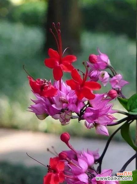 串鼻龙花的花语有何含义?串鼻龙花代表了什么?