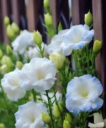 花语飘香的正确读音是什么？如何正确表达花语？