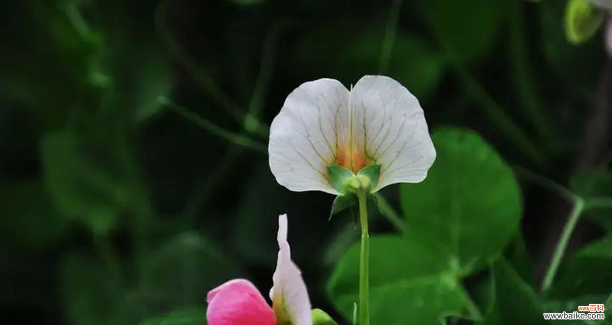 豌豆花语9331背后的梗是什么？