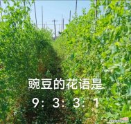 豌豆花语9331背后的梗是什么？