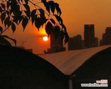 黄昏时刻的花语有何特殊含义？