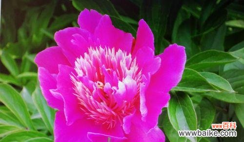 柃木的花语有哪些?检木花语代表了什么?