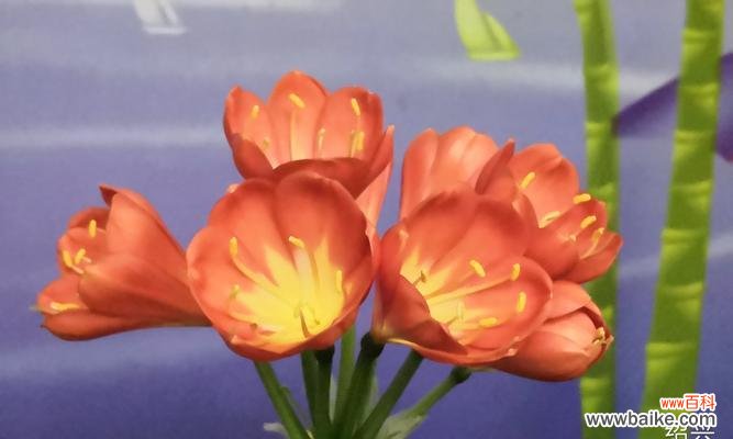 柃木的花语有哪些?检木花语代表了什么?