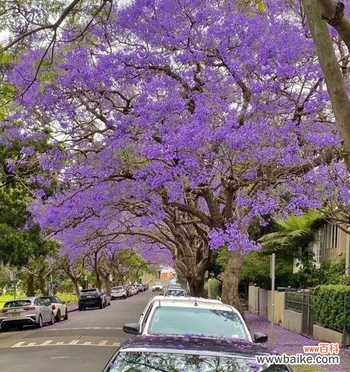 柃木的花语有哪些?检木花语代表了什么?