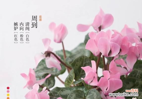 仙客来花语寓意背后的含义是什么?