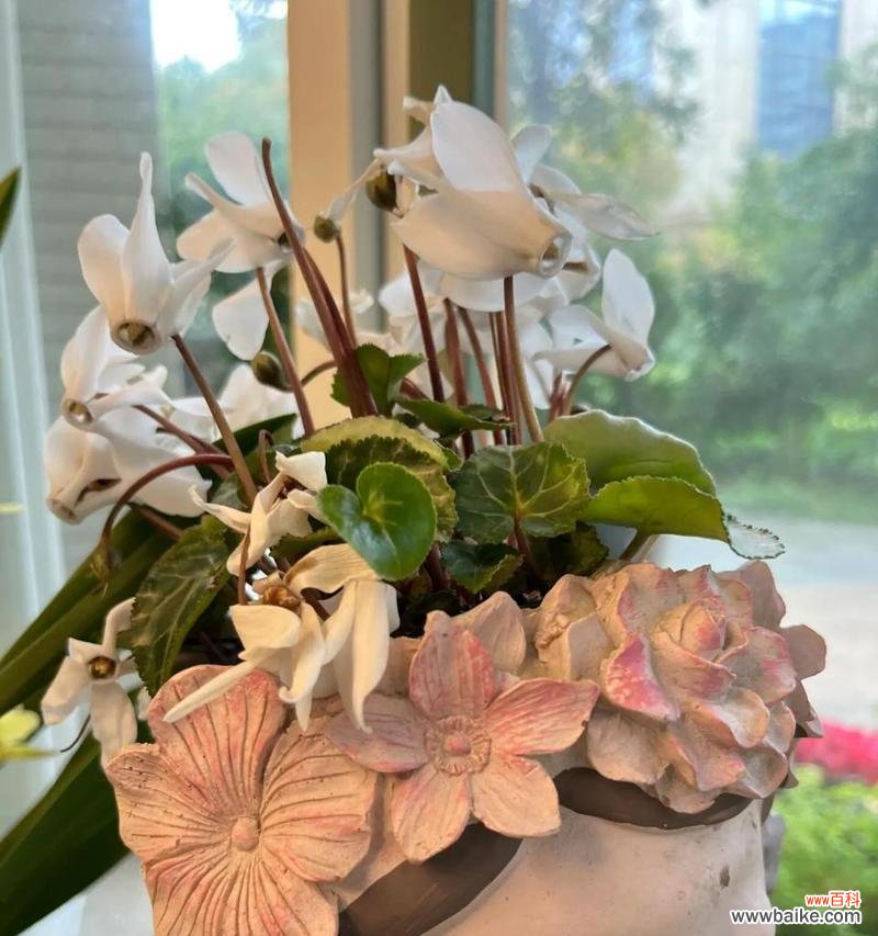 仙客来花语寓意背后的含义是什么?