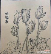 仙客来花语寓意背后的含义是什么？