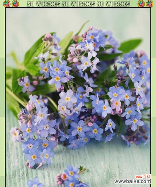 什么花都花语是开心的意思?哪种花代表快乐与愉悦?