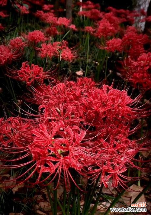 哪种花的花语象征着罪恶?它背后的故事是什么?