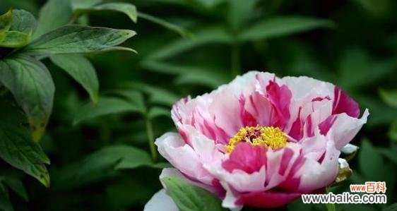 国色天香的花语具体是什么？