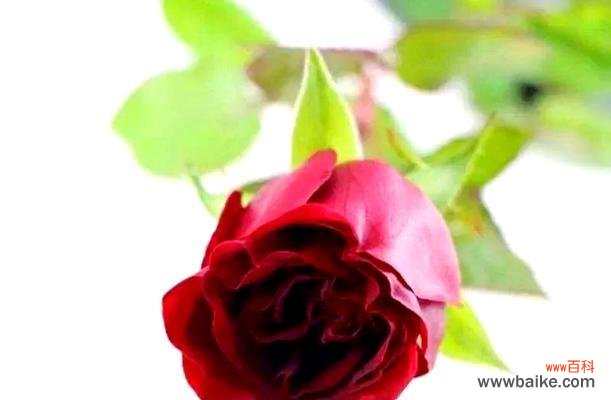 魔术玫瑰的花语有何寓意？