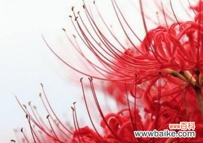 为何爱会导致分离的花语?