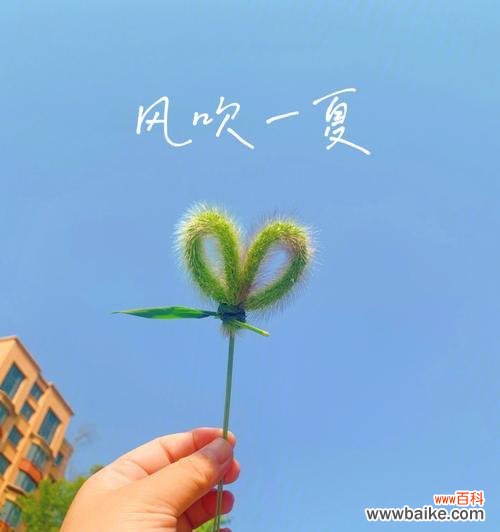 大黄蜂植物的花语有何寓意？