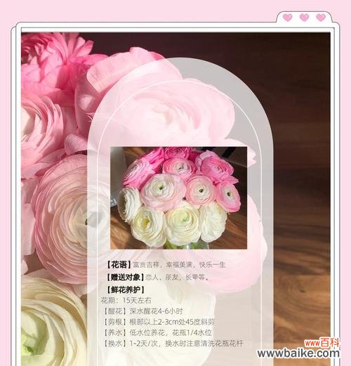 数字19的花语代表了什么?它有何特别意义?