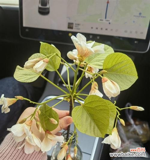 油桐花的花语揭示爱情的初萌 情窦初开,花开满园——油桐花的花语