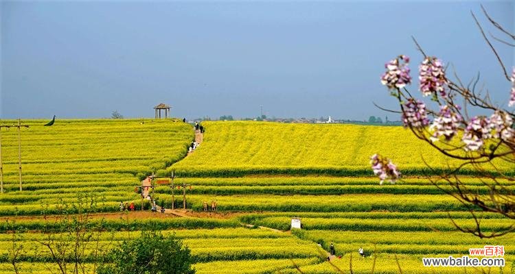 油菜花花语的深意和文化背景 油菜花