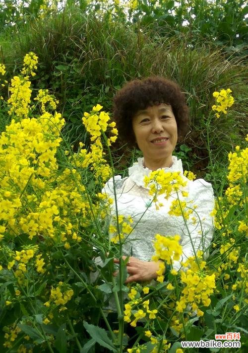 油菜花花语的深意和文化背景 油菜花