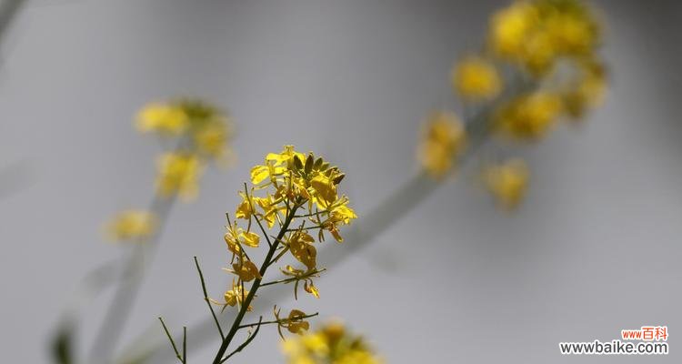 唤醒春天的美丽与希望 油菜花的花语与意义