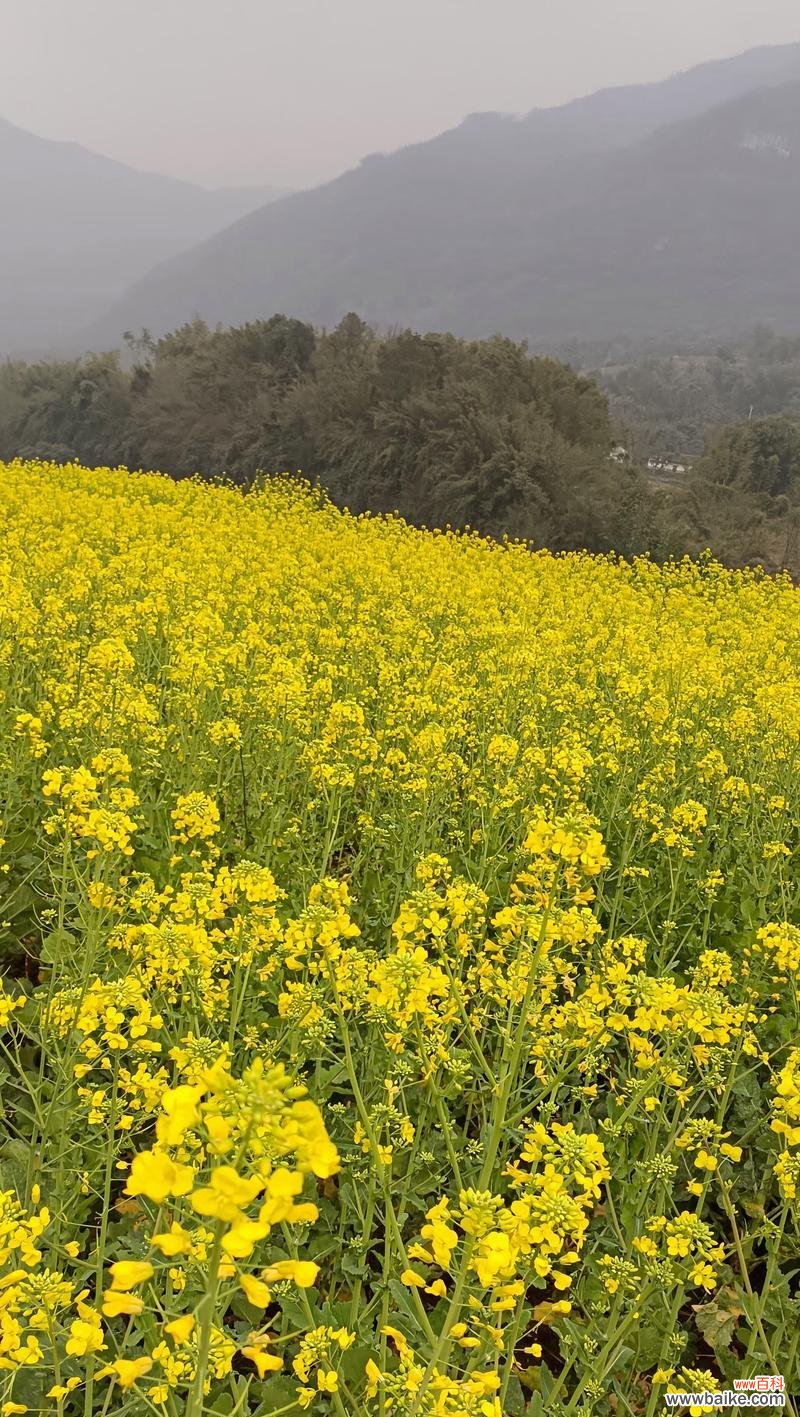 唤醒春天的美丽与希望 油菜花的花语与意义