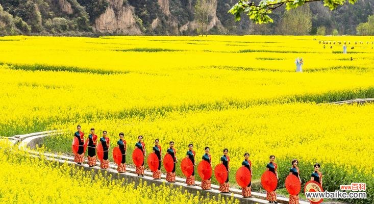 唤醒春天的美丽与希望 油菜花的花语与意义