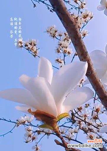 探寻玉兰花背后的深意 玉兰花的花语与意义