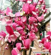 探寻玉兰花的内涵与象征意义 玉兰花的寓意与象征