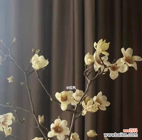 探寻玉兰花的内涵与象征意义 玉兰花的寓意与象征