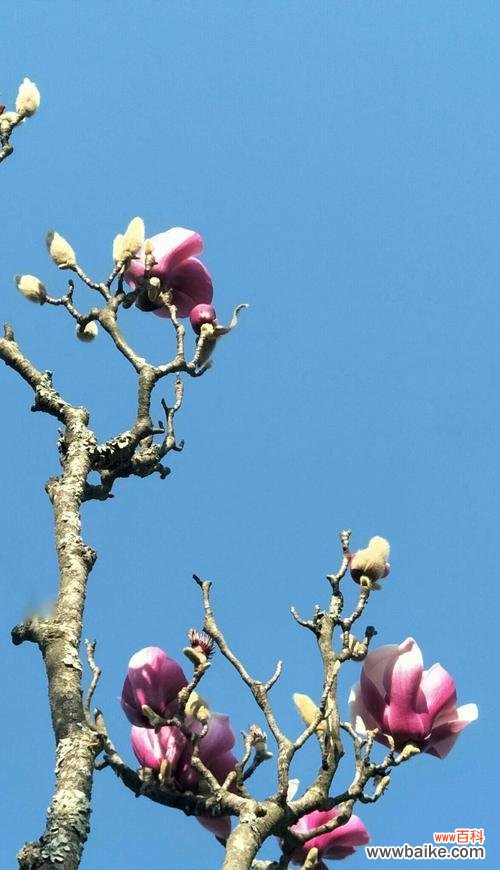 探寻玉兰花的内涵与象征意义 玉兰花的寓意与象征