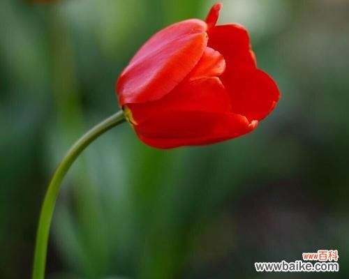 探索郁金花的花语及其象征意义 郁金花的花语之秘密解读