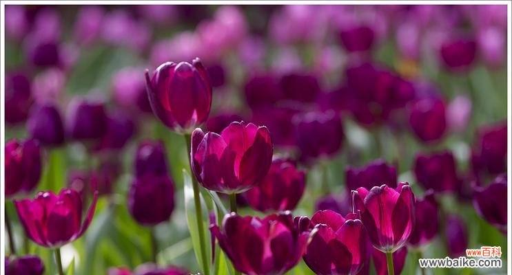 探索郁金花的花语及其象征意义 郁金花的花语之秘密解读