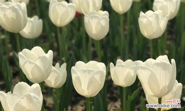 探索郁金花的花语及其象征意义 郁金花的花语之秘密解读