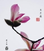 揭开玉兰花背后的含义，领略它的风采 玉兰花的象征意义与美丽之秘