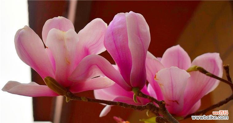 探寻玉兰花的深意，揭示花语之美 玉兰花的花语