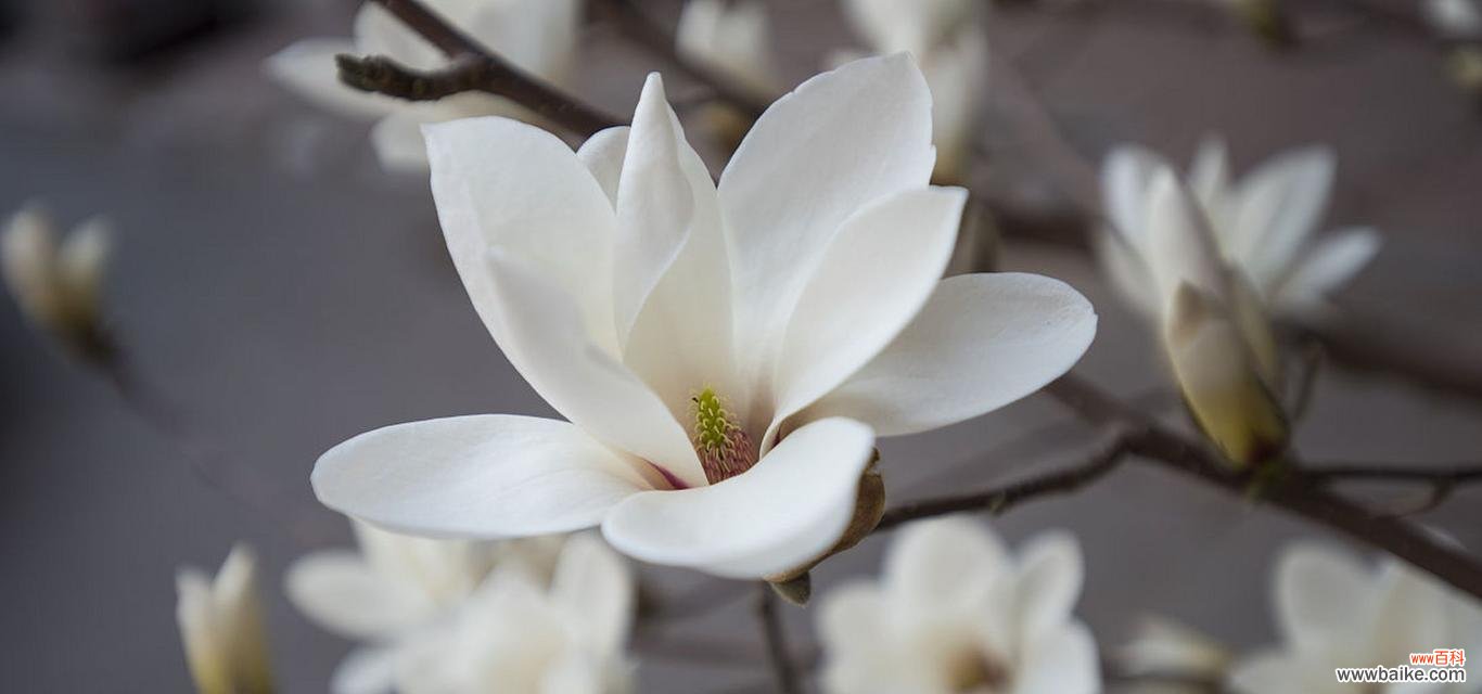 探寻玉兰花的深意，揭示花语之美 玉兰花的花语