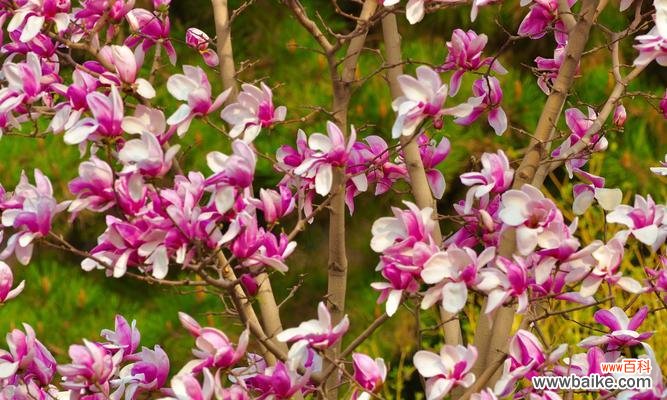 揭示玉兰花代表的美德和情感 玉兰花的寓意与象征