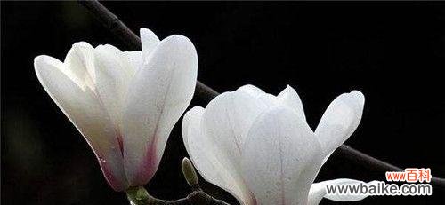 揭示玉兰花代表的美德和情感 玉兰花的寓意与象征