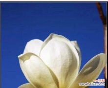 花开如玉，品质高洁 玉兰花的寓意与象征