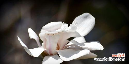 探索玉兰花的神秘世界 玉兰花的象征意义与寓意